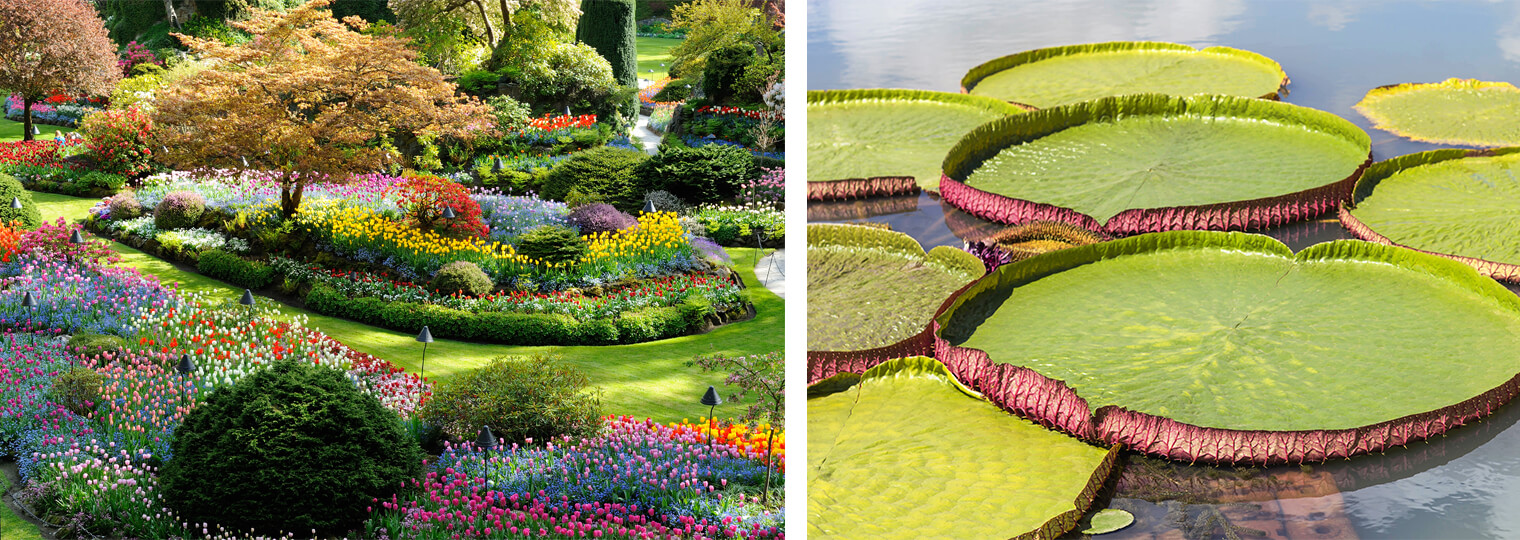 Garden and lilies