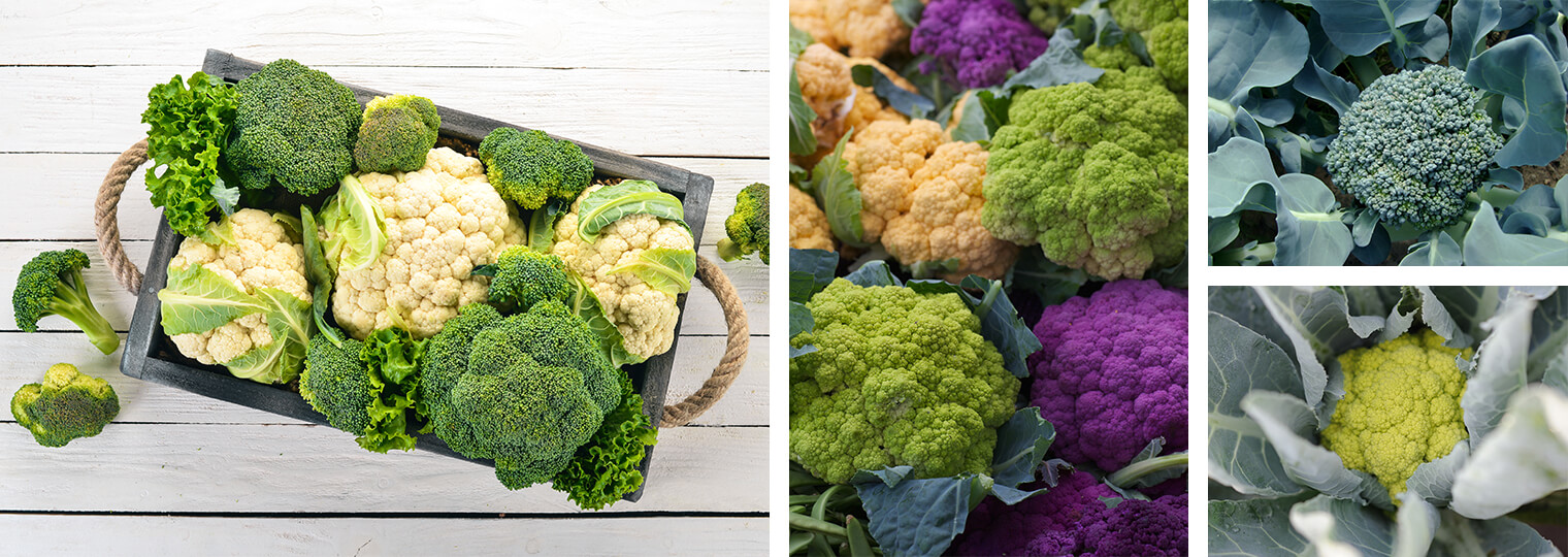 Broccoli and a variety of colorful cauliflowers