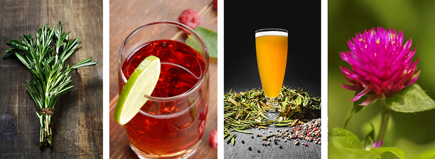 4 images: rosemary, a cocktail with lime, beer with herbs nearby, and globe amaranth