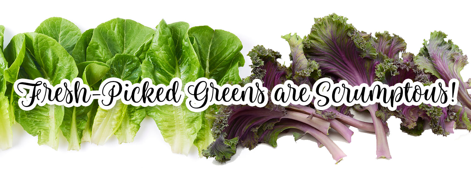 a variety of greens on a white background with the text "Fresh-picked greens are scrumptous!"