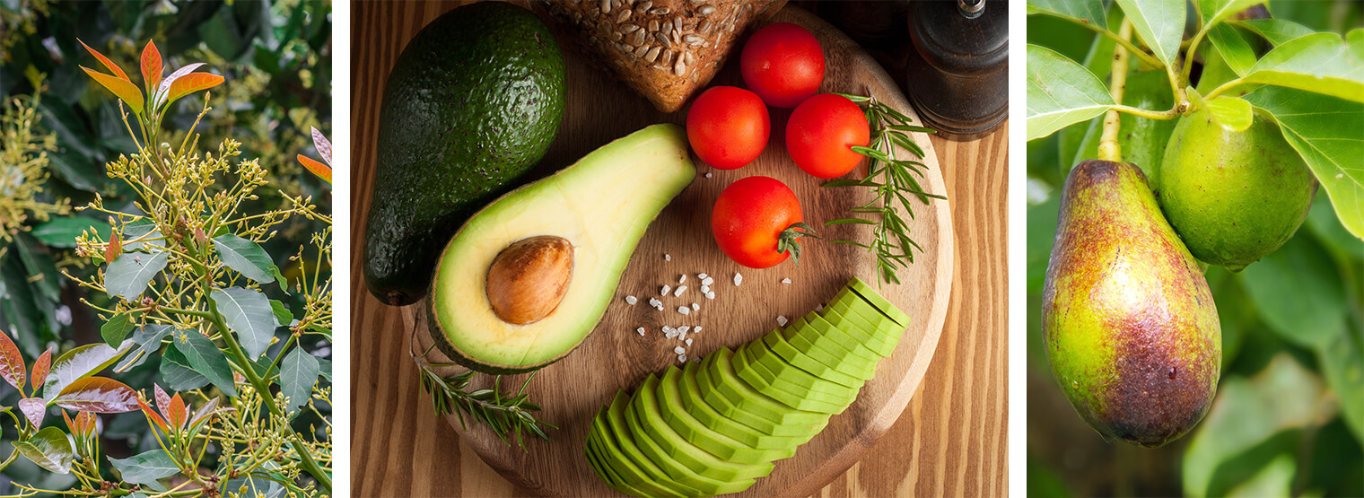 an avocado plant, avocados with tomatoes, herbs and bread, and avocados on a tree