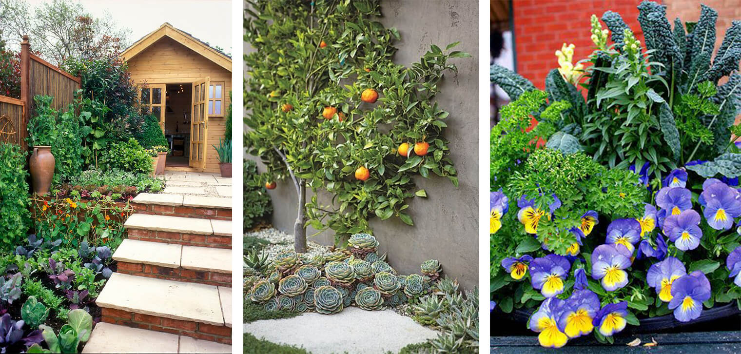 3 images: Edible plants planted along side stone steps to small garden shed in garden landscape; a ctirus tree planted against a wall with succulents planted below; a variety of edible flowers, vegetables and herbs