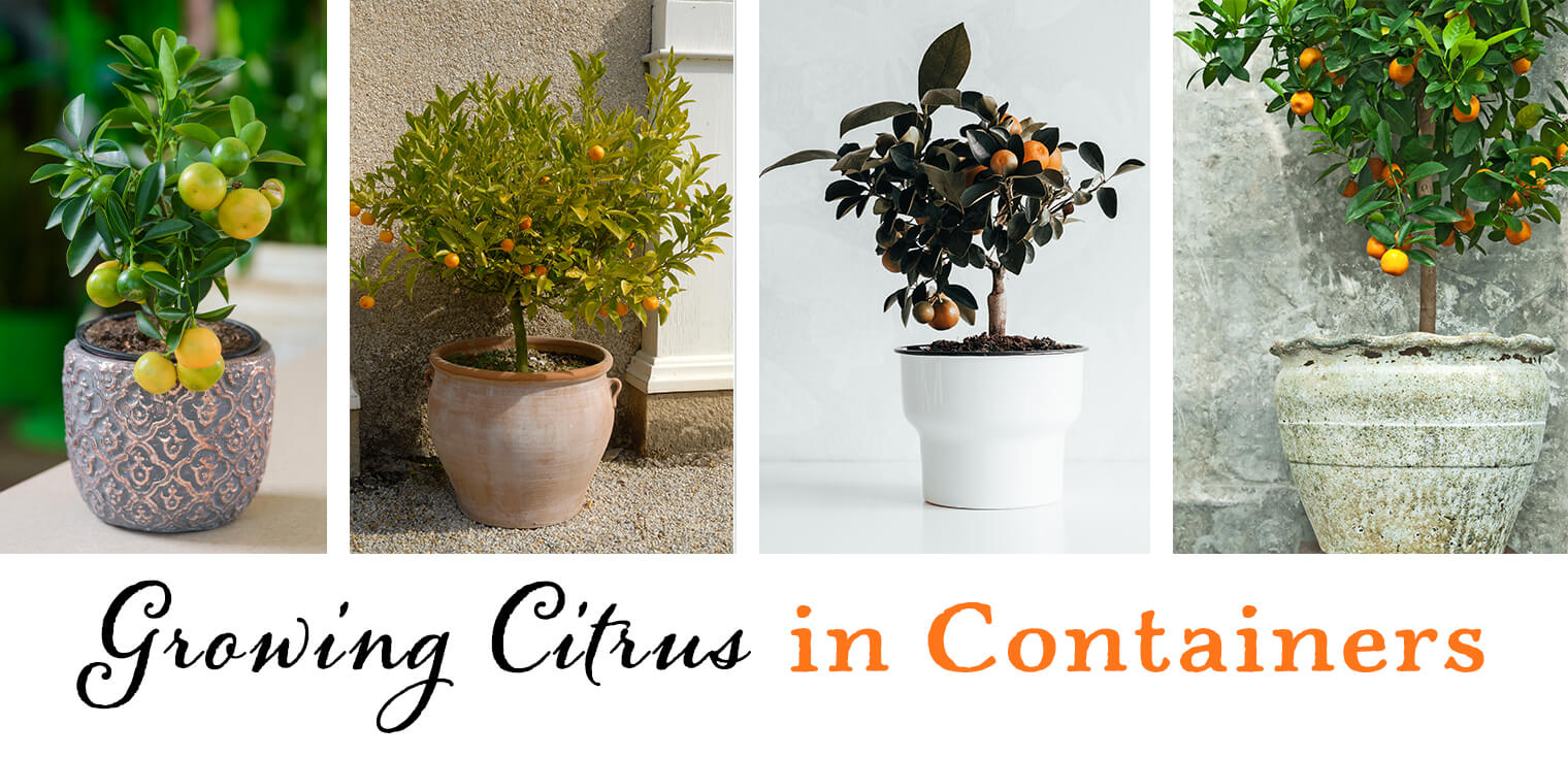 Text - Growing Citrus in Containers with collage of 4 different dwarf potted citrus trees