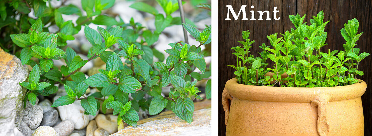2 images: fresh mint growing near a rockscape; and mint growing in a terracotta pot, with the white text "Mint" on it
