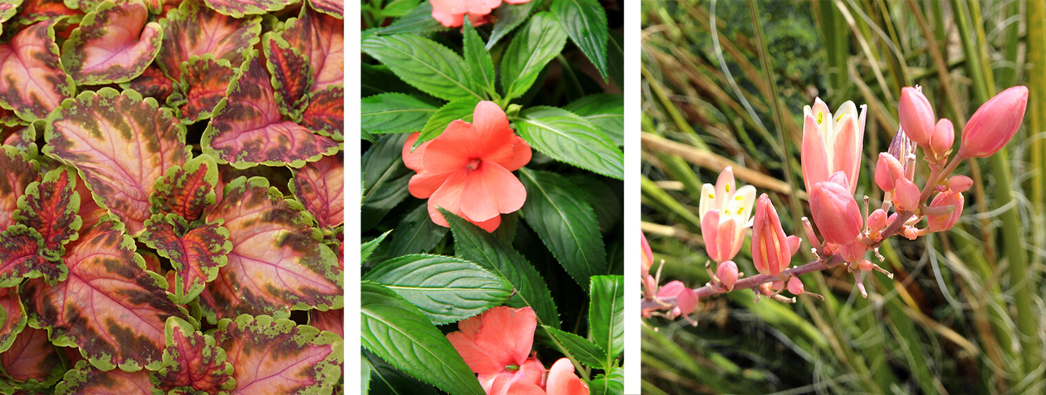 3 plants with coral leaves or flowers