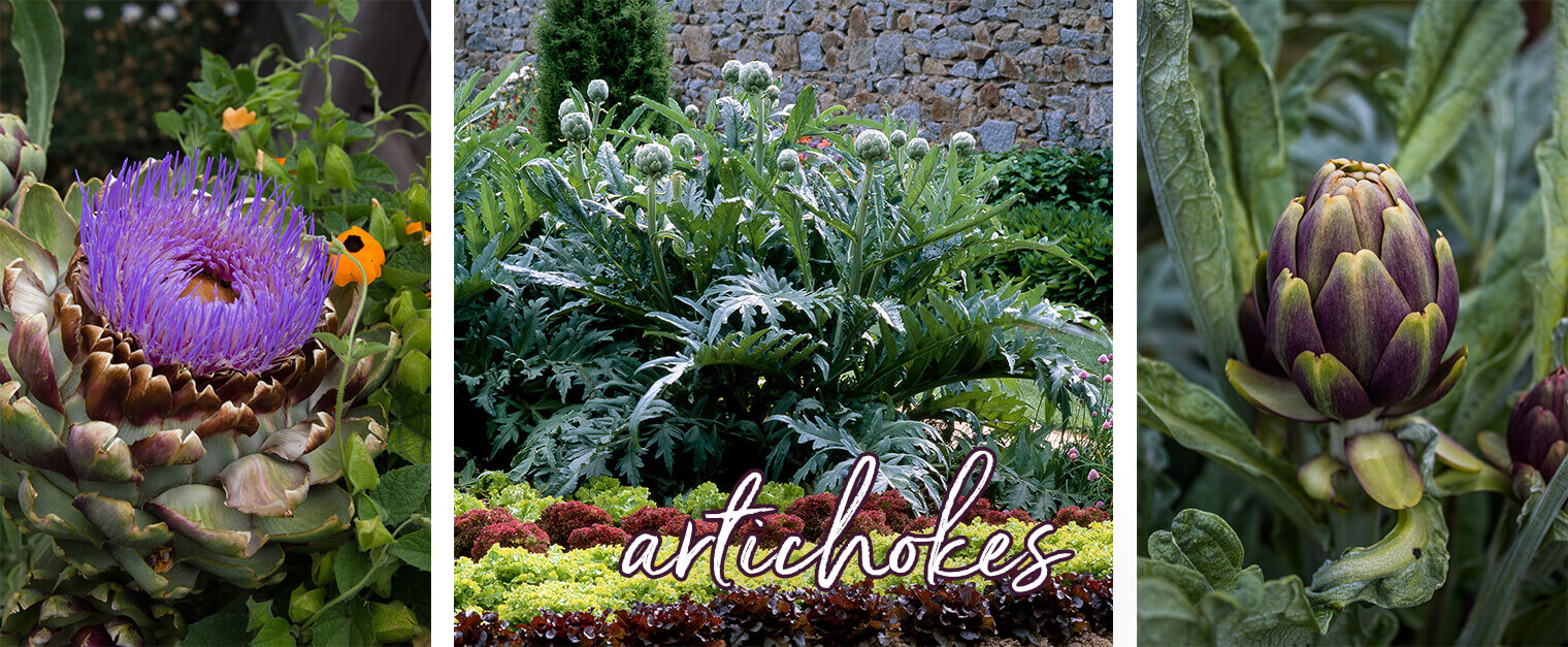 Artichokes