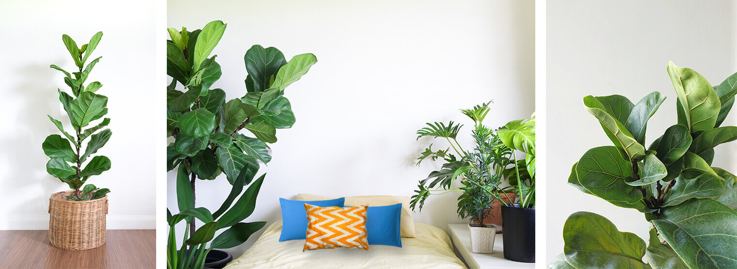 Various fiddle leaf figs