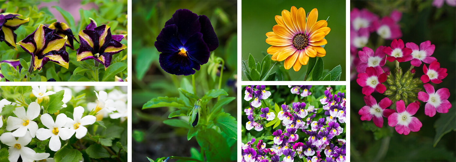Purple and yellow petunias, white bacopa, black viola, orange osteospermum, purple and white violas, and pink verbena flowers
