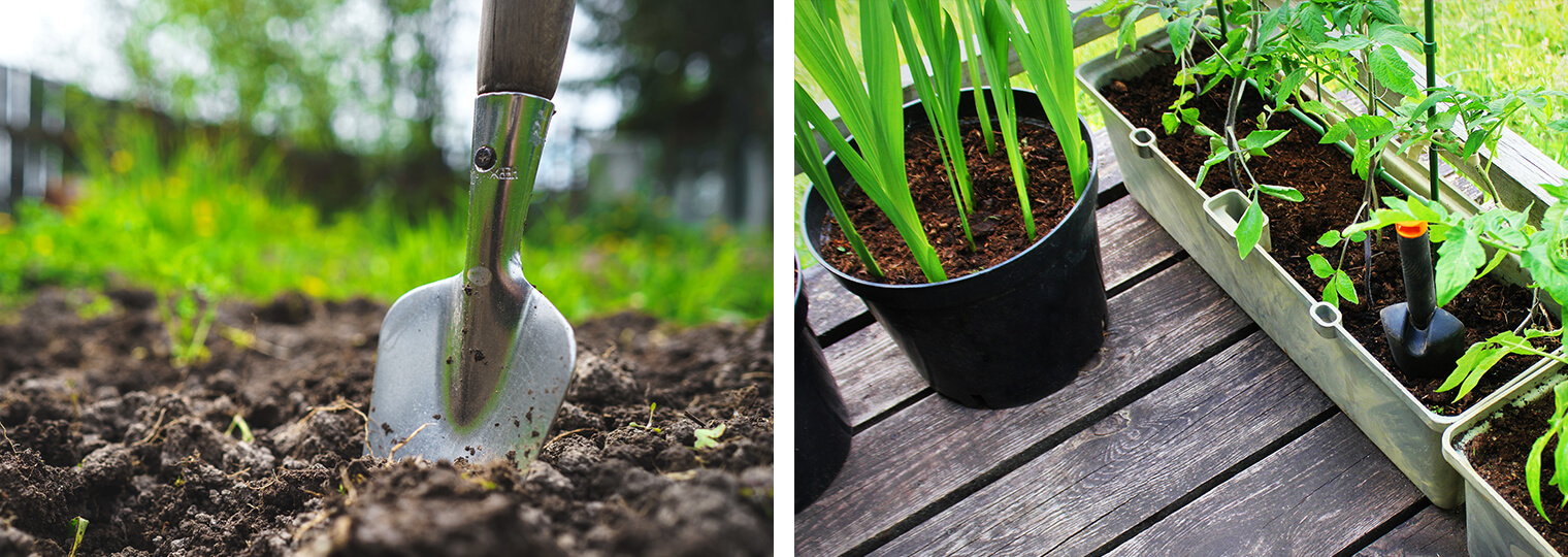 Garden shovel and plant