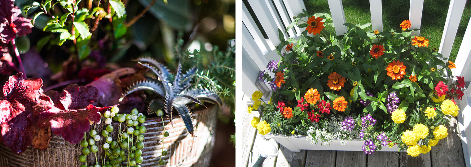 2 planted containers with beautiful succulents and summer flowers