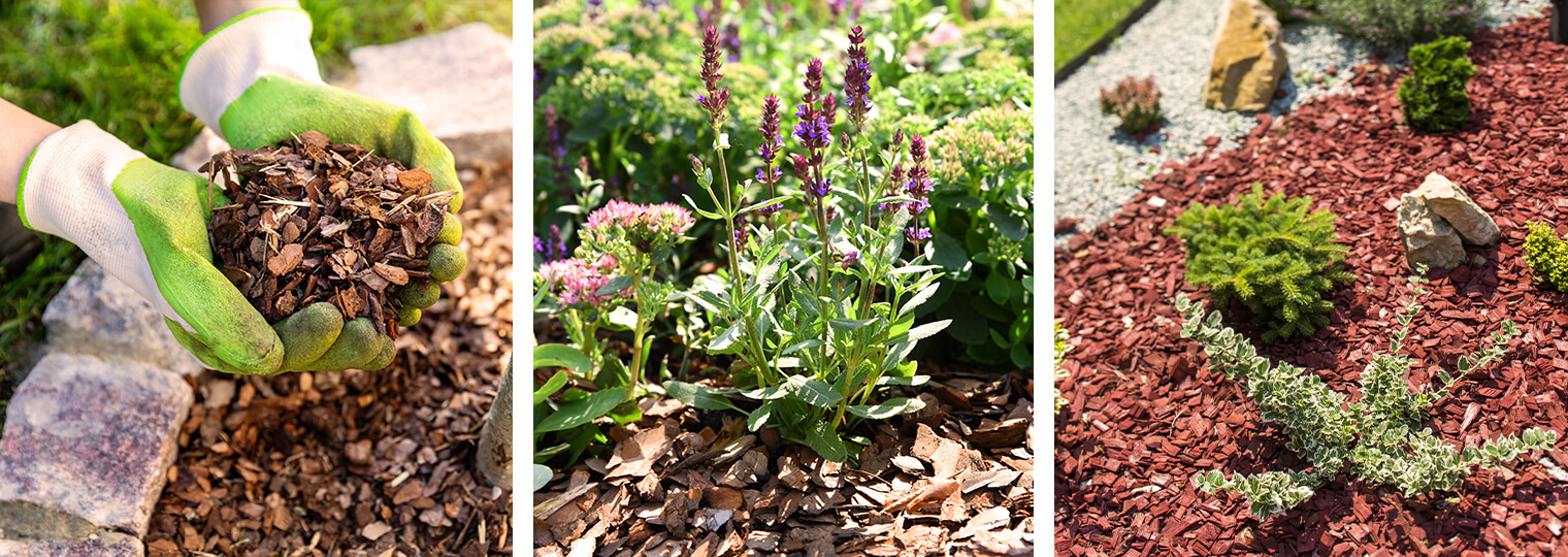 3 images: gloved hands holding mulch over landscape, mulch in landscape near lavender plant, and mulch in landscape around plants and rocks