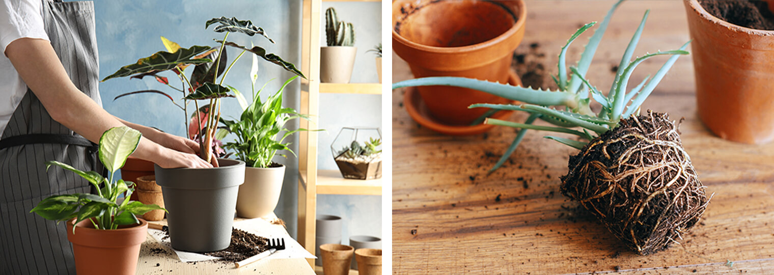 Repotting houseplants