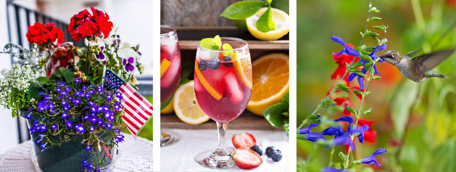 Potted red and purple plants with a flag, a colorful summer drink with fruits and herbs and a hummingbird with salvia plant