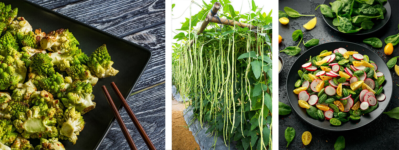 3 images: Cooked Romanesco on a square black plate with chopsticks on a wooden table; yard long beans growing in a garden; and cucmelons in a salad with radishes adn yellow tomatoes in a black bowl, on a black table with a bowl of spinach nearby and ingredients on the table