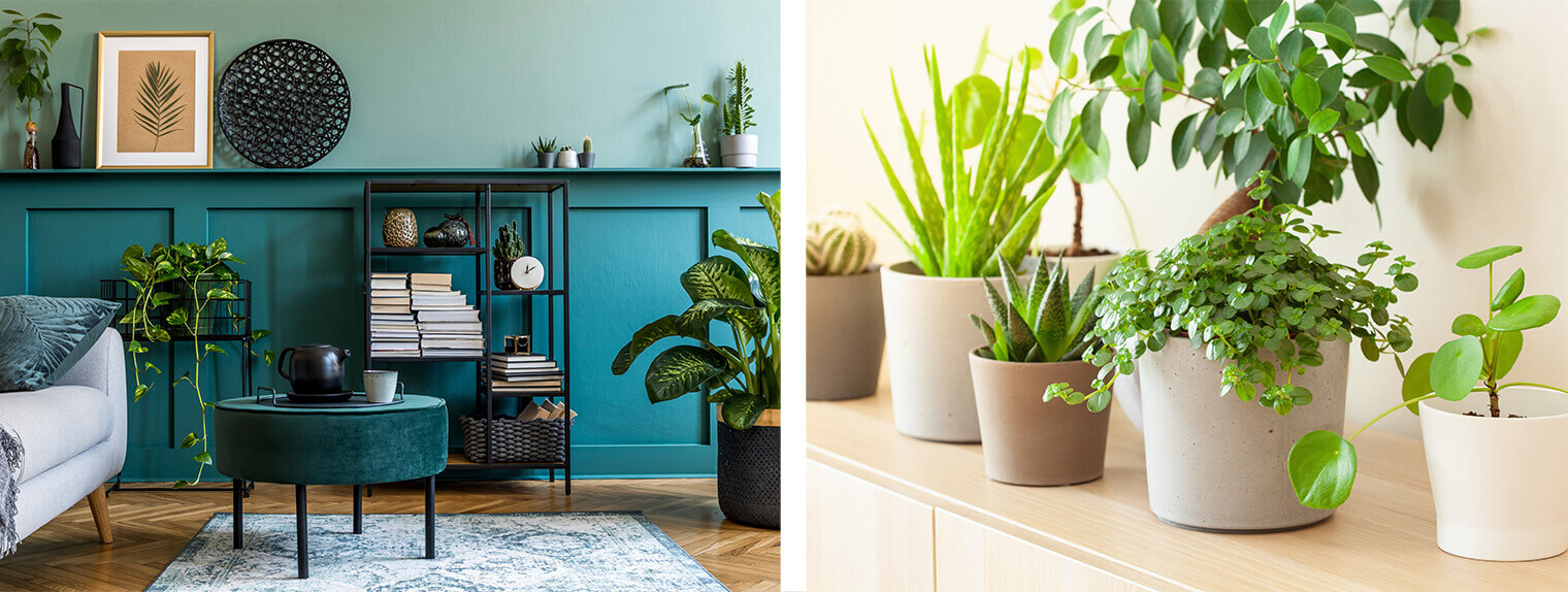 2 images: a blue living room with four different houseplants; a variety of potted houseplants on top of a wooden piece of furniture in a white room