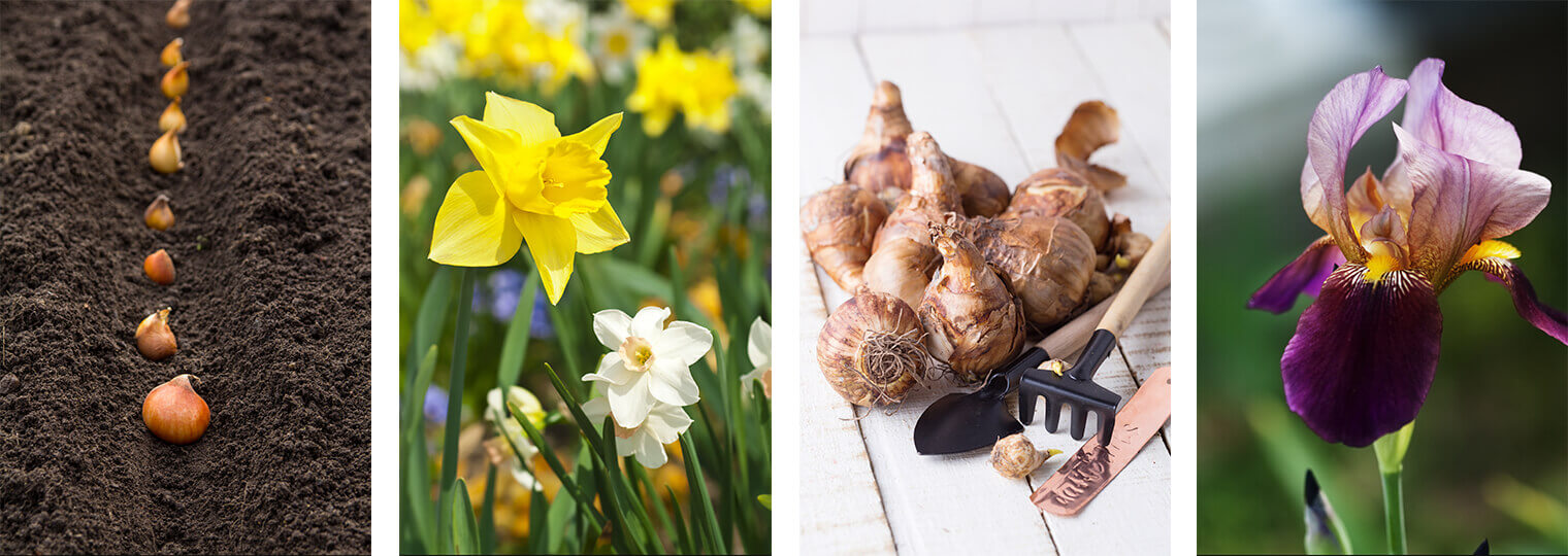 4 images: bulbs lined up for planting in the dirt; yellow and white narcissus flowers; flower bulbs and hand tools on a white wood surface; and a purple iris in bloom