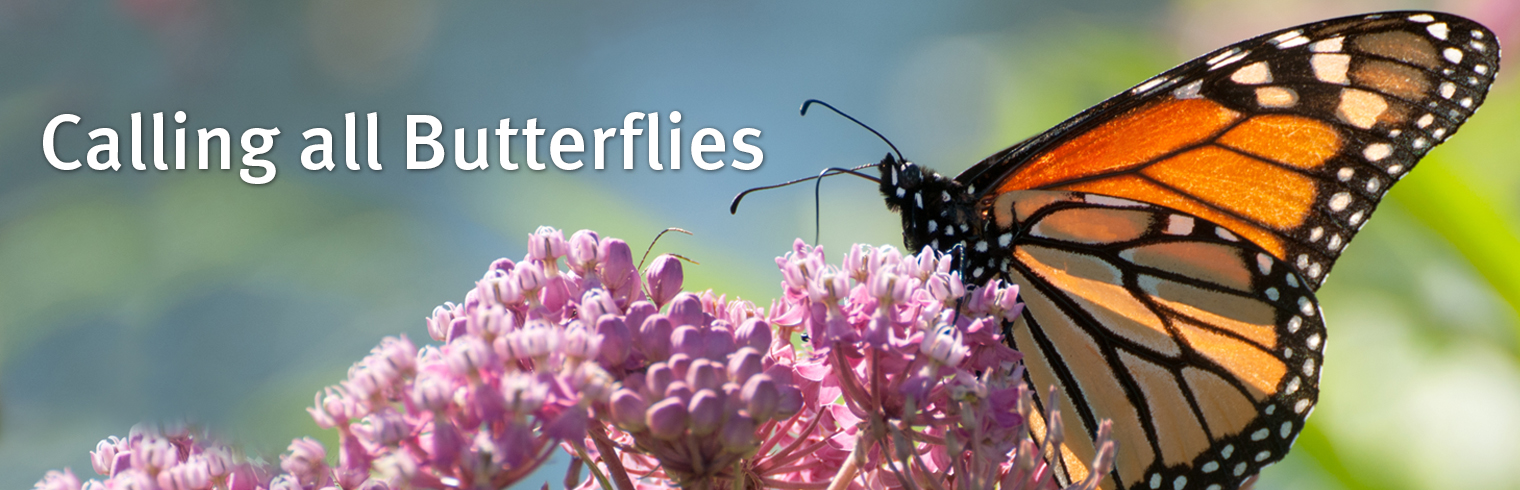 attract butterflies to your garden