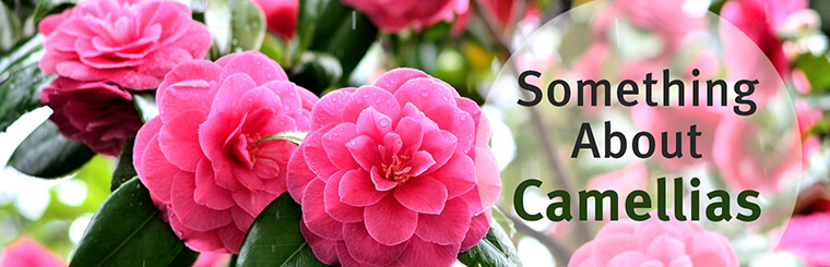 something about camellias