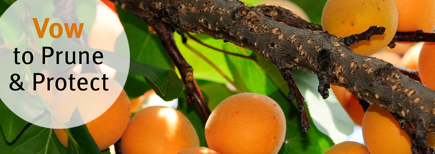 prune and protect your citrus