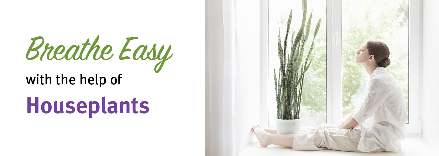 Breathe easy with the help of houseplants