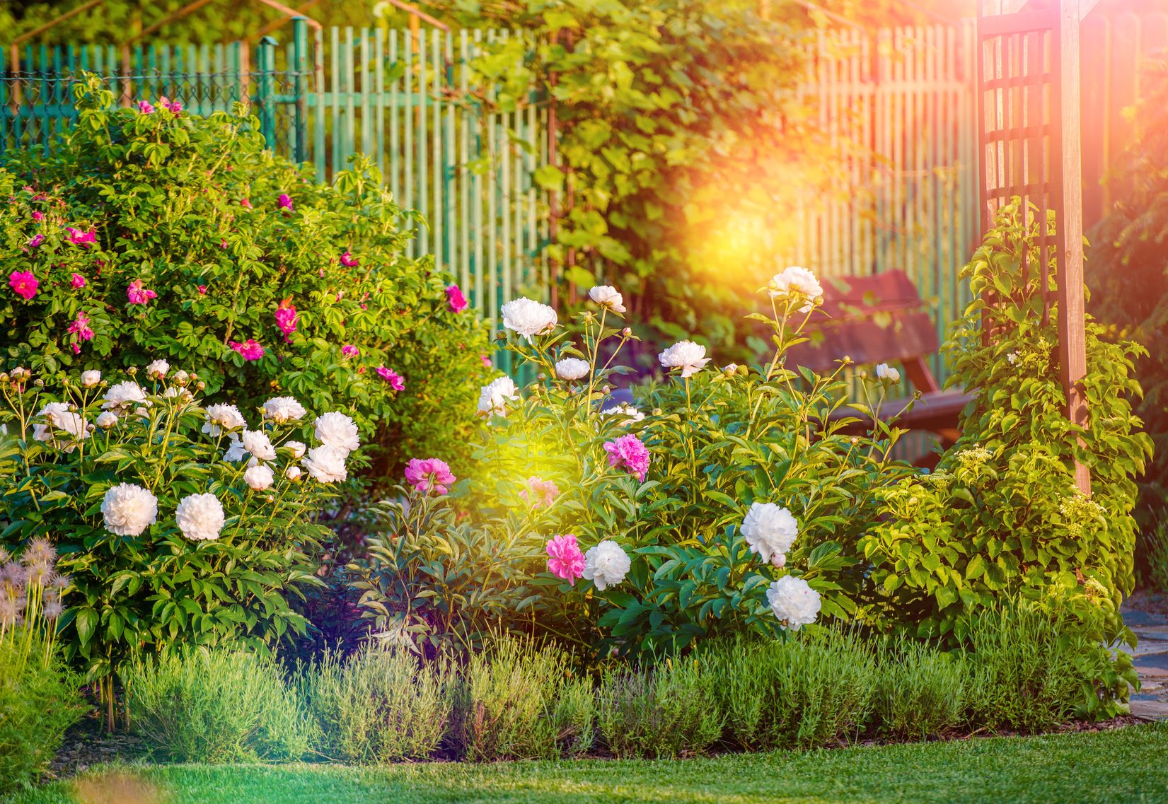 Garden filled with pink and white peony flowers, vines and other flowers flooded in a ray of sunlight