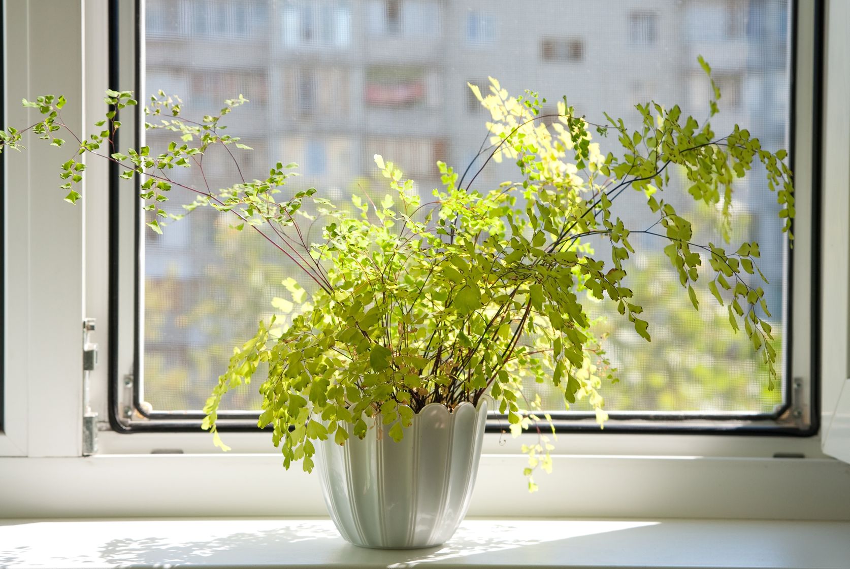 Houseplant fern sitting in window sill
