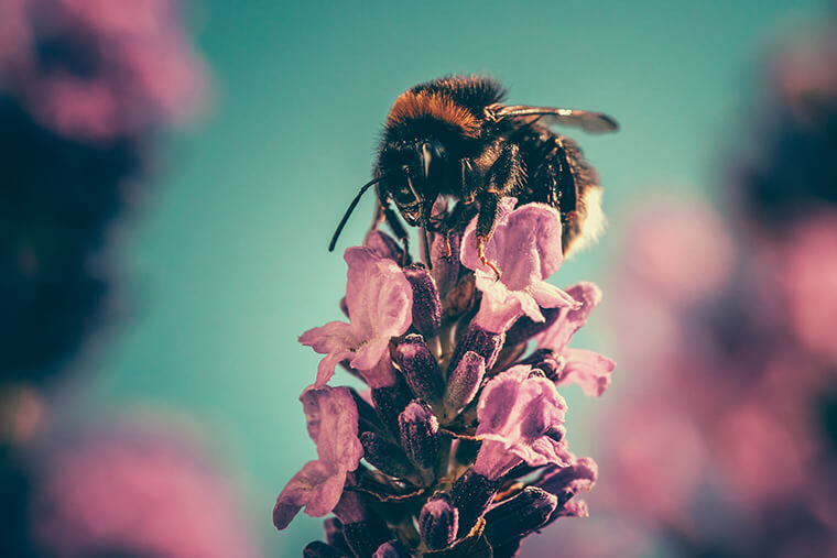 Close up of a bee sitting on top of a pink flowe