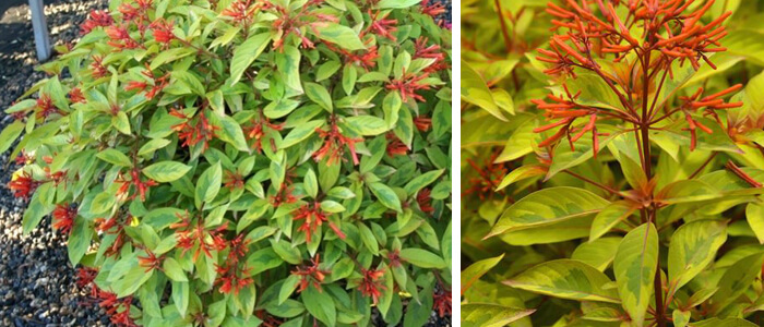 Hamelia Lime Sizzler Firebush shrub 