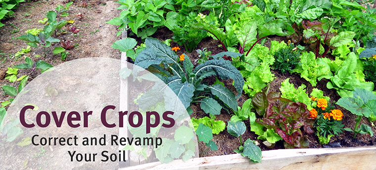 Cover crops, correct and revamp your soil