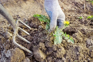 Pulling a dandelion weed out of the soil