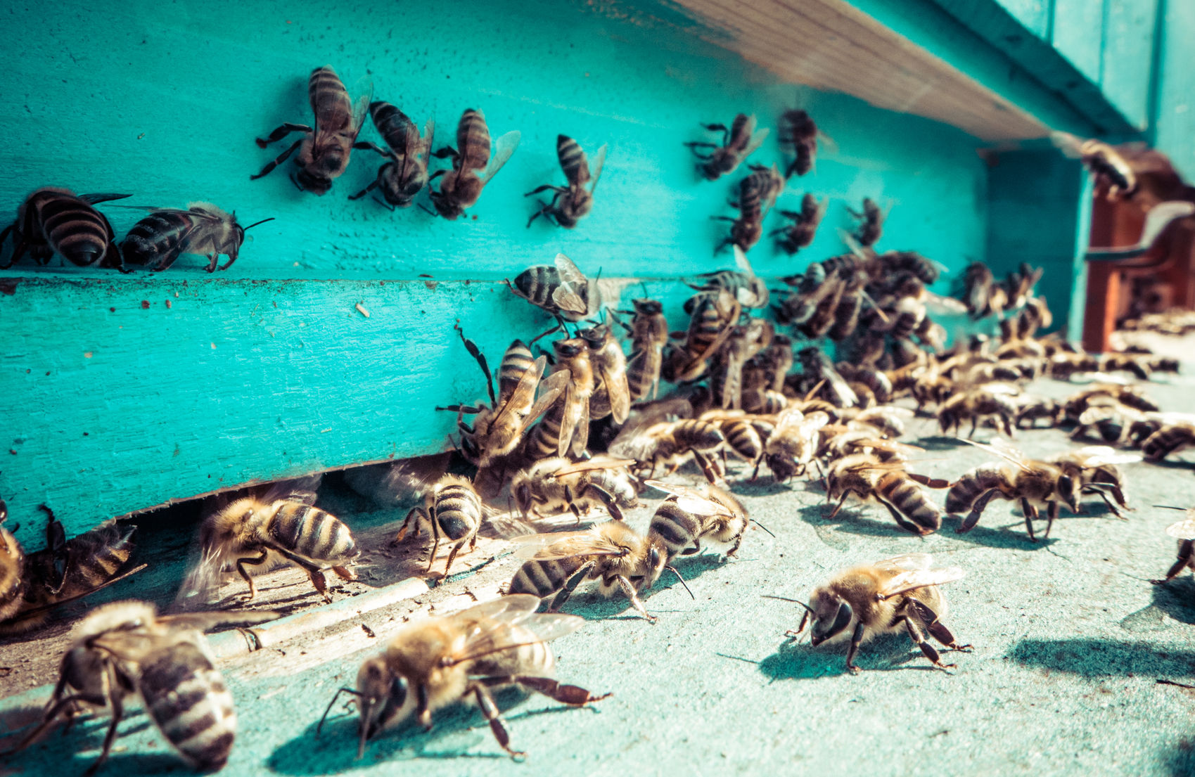 Urban bee hive with hundreds of bees moving in and out