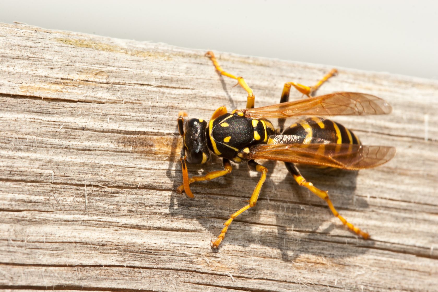 Yellow jacket sitting on wooden plank