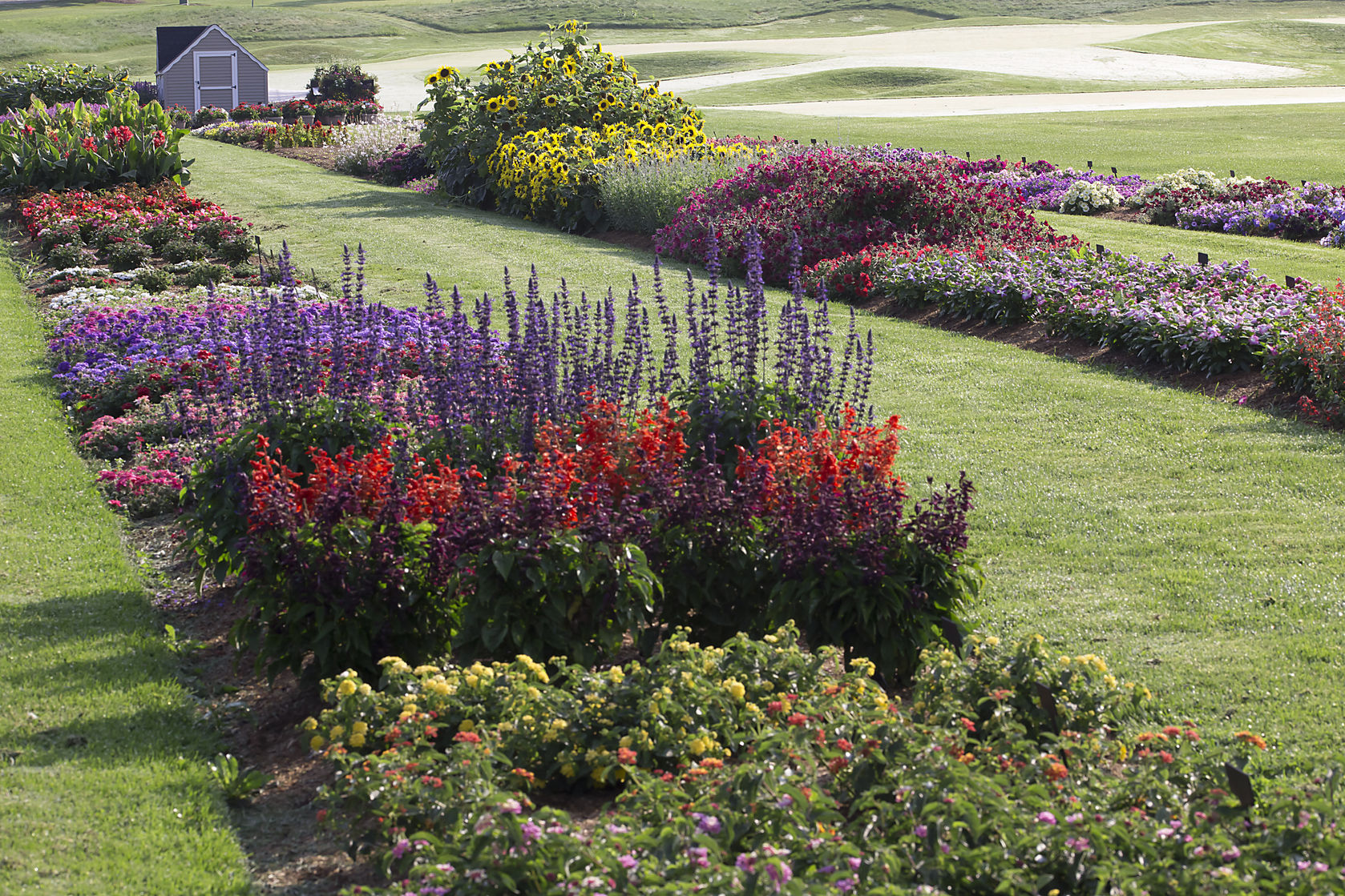 Large rows of mixed flowers