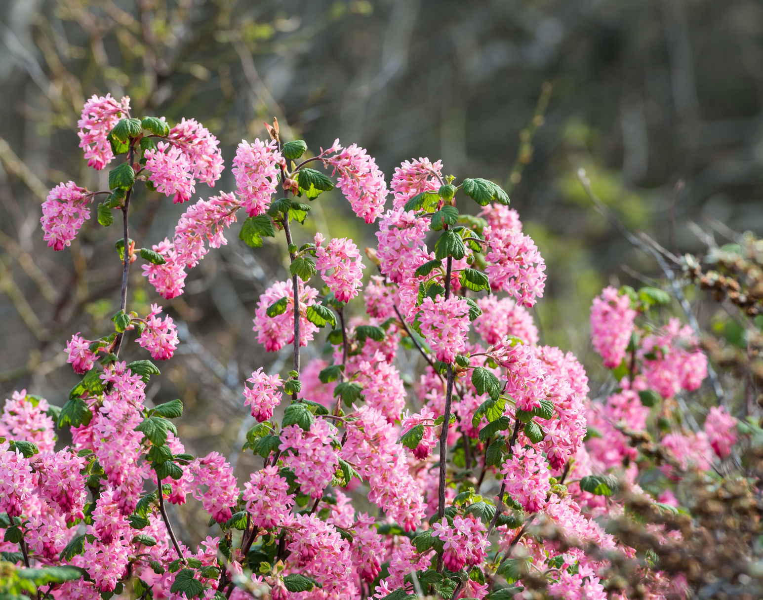 California native pink flower