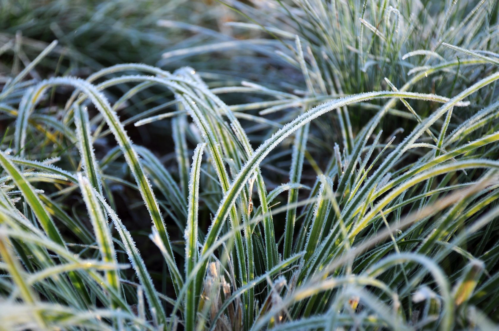 Mounds of grass with frost on each blade