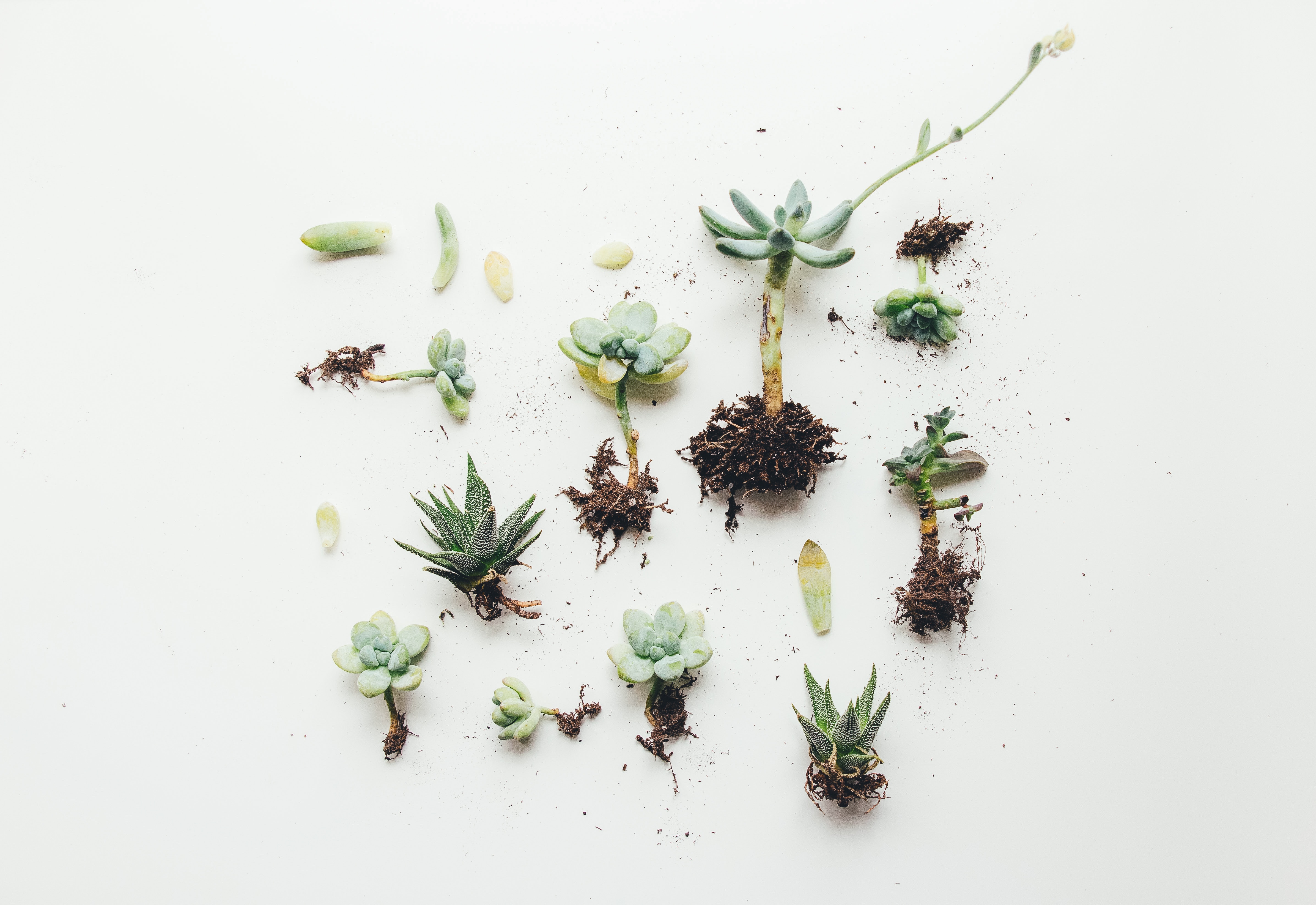 Various snippets of succulents and their roots on a white background