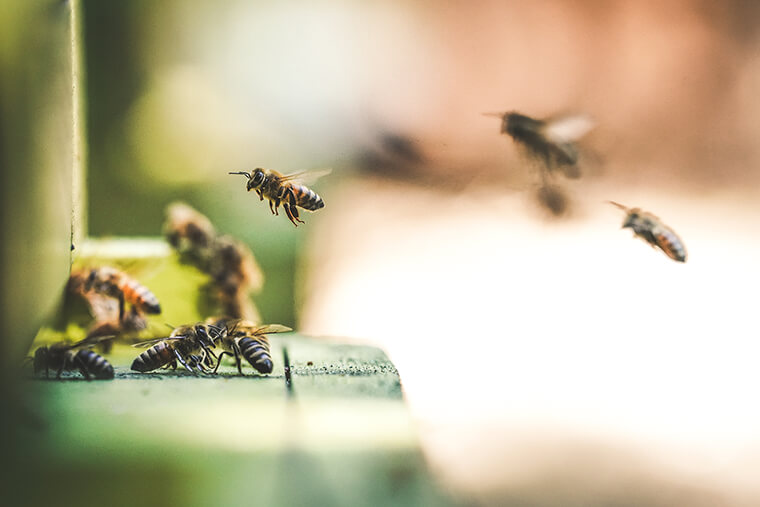 Honey bees flying into their hive