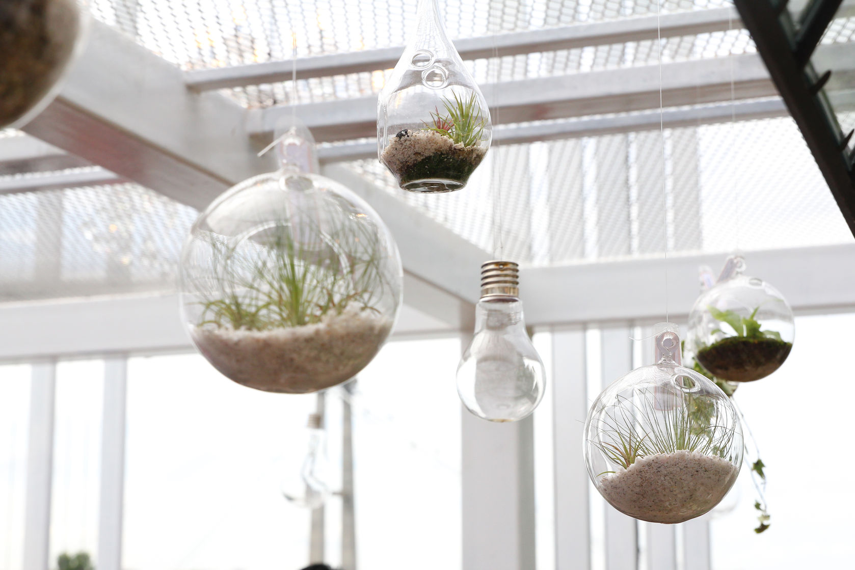 Hanging glass ball terrariums, filled with sand and air plants in a brightly lit space