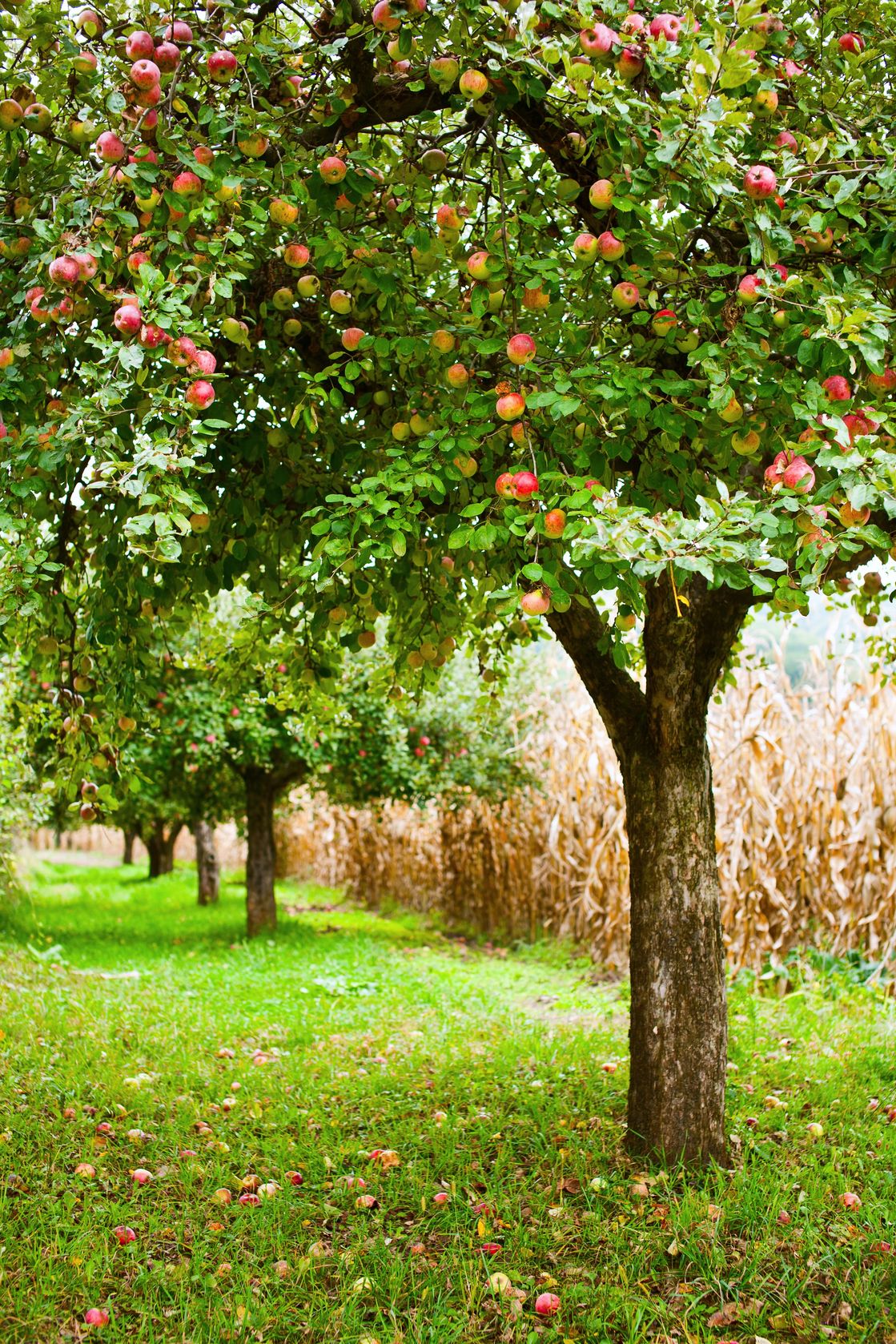 Apple Tree