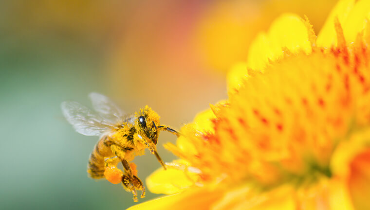 honey bee and flower