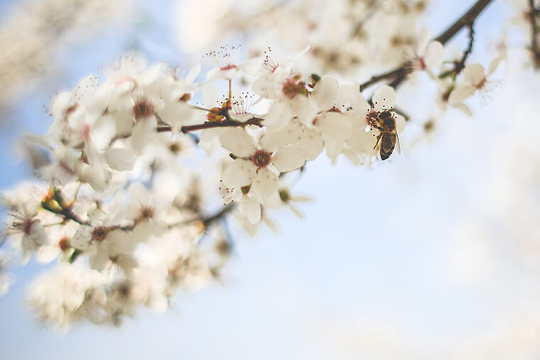 bee pollinating tree