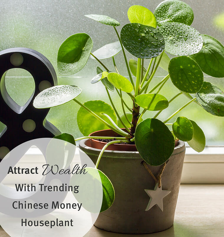 chinese money houseplants