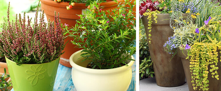 container gardening ideas