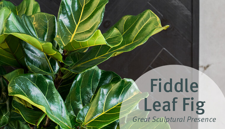 fiddle leaf fig houseplant