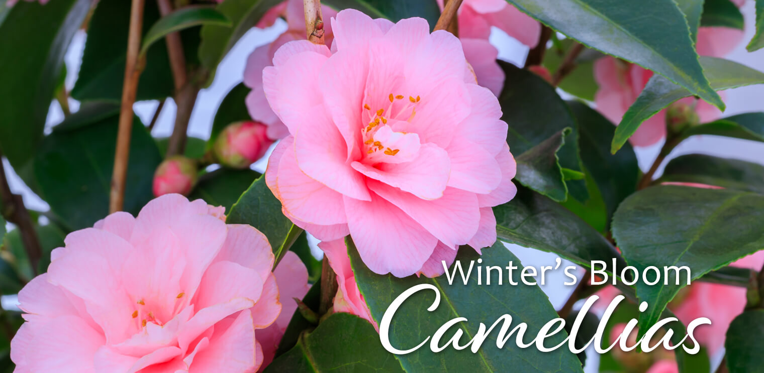 camellias