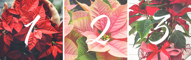 decorate with poinsettias