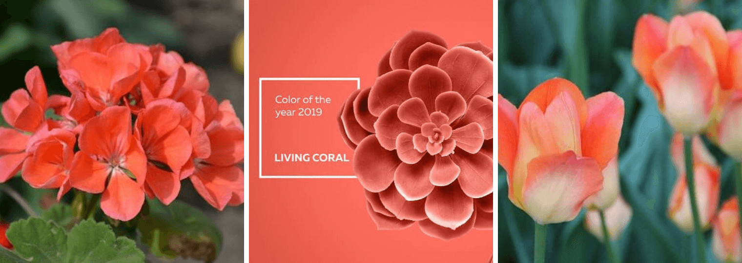 Color the year 2019 Living Coral