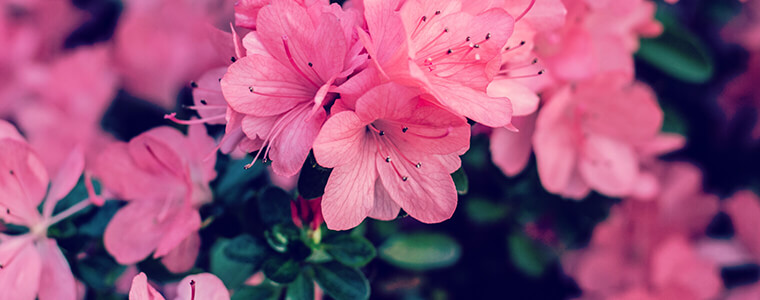 Pink flowers