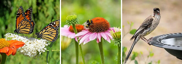 Butterflies and bees on flowers and a bird on a bird bath