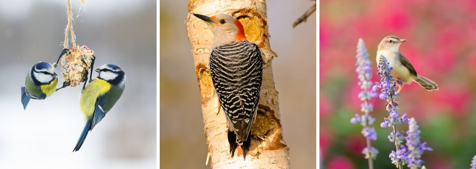 Different kinds eating, resting on tree and sitting on flowers